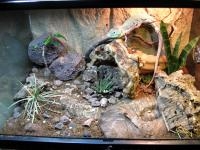 Reptile 3