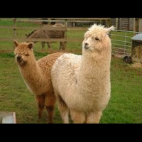 Alpaca Avenue