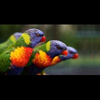 Birds.com