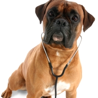 Blue Cross Pet Hospital