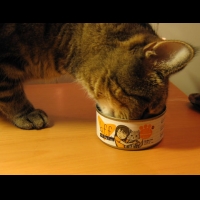 Cat Food Reviews