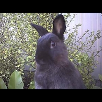 Fuzzy Rabbit