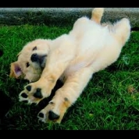 Puppy Paws Inc