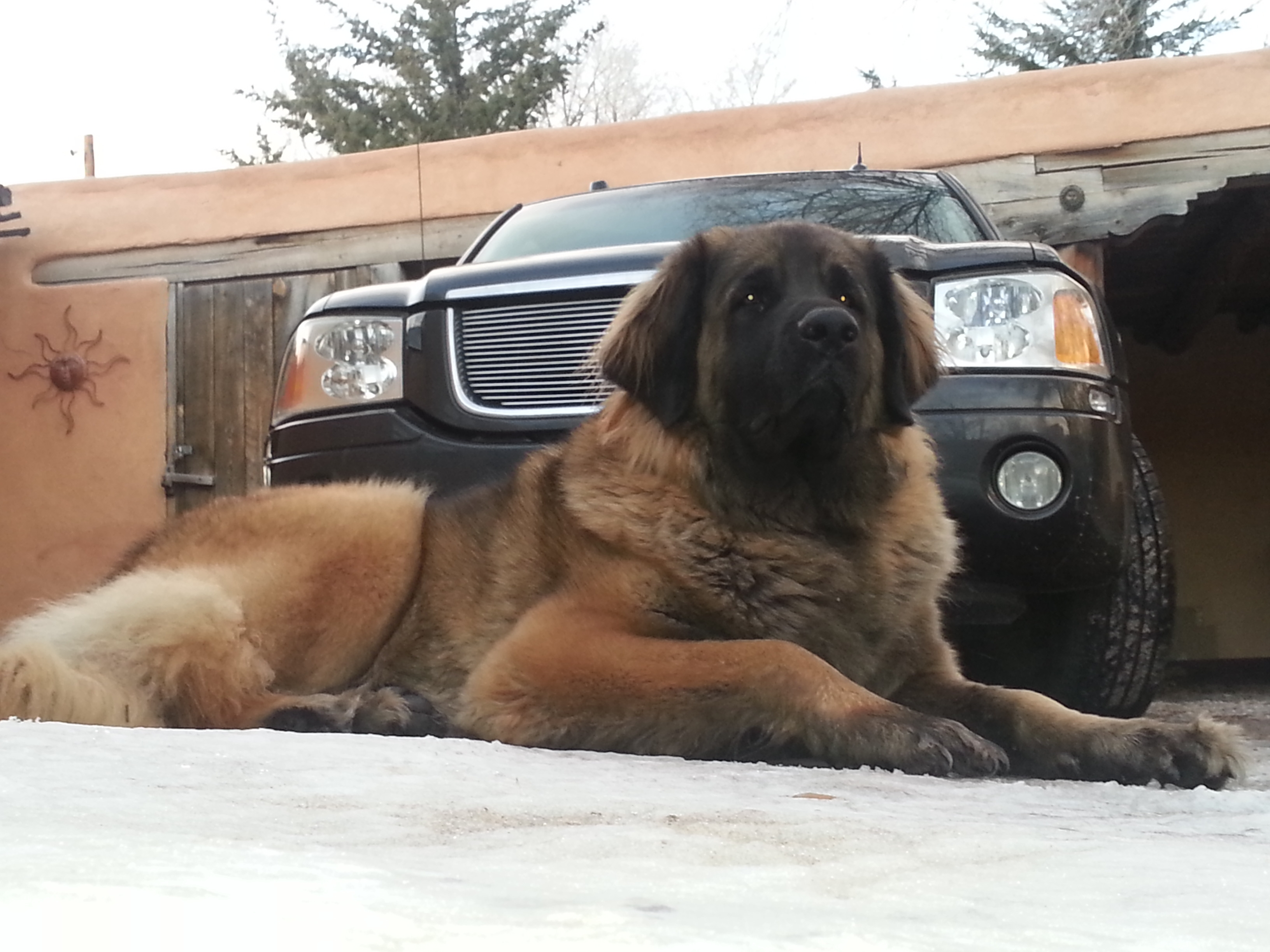 Calypso 4 yr old Leonberger