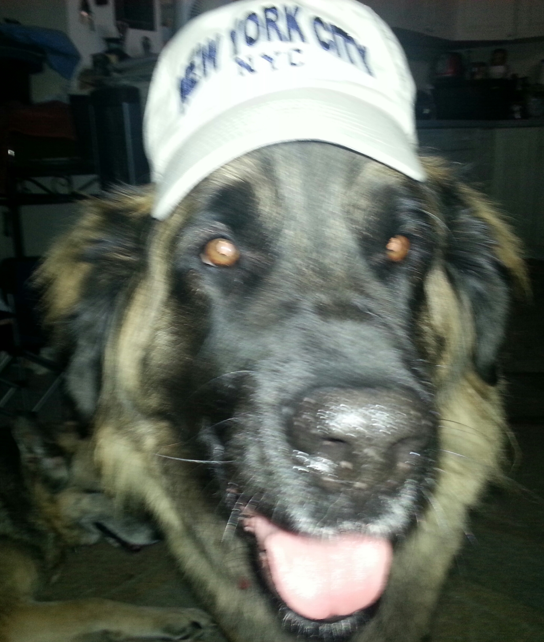 Calypso 4 yr old Leonberger