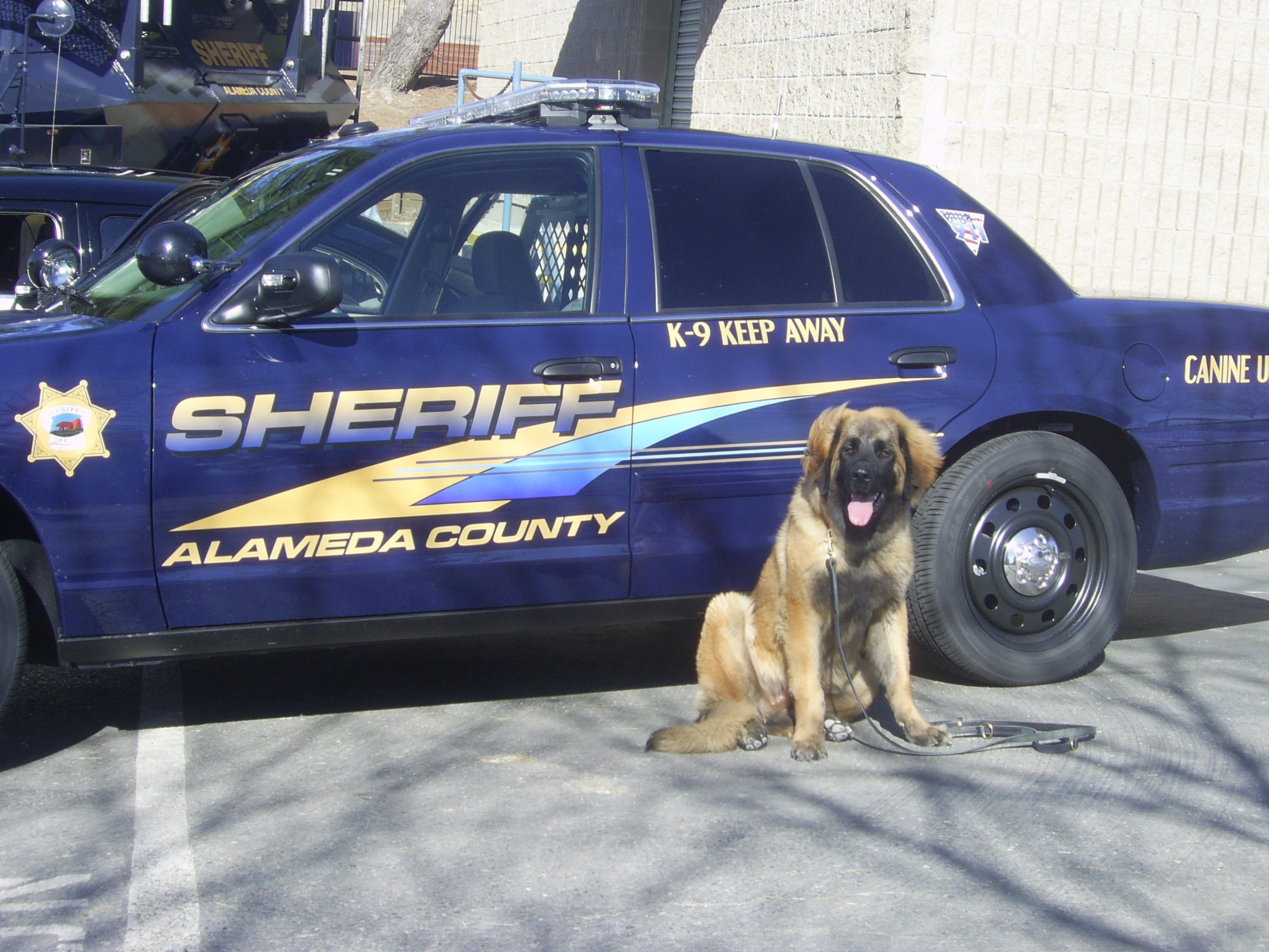 Calypso 4 yr old Leonberger