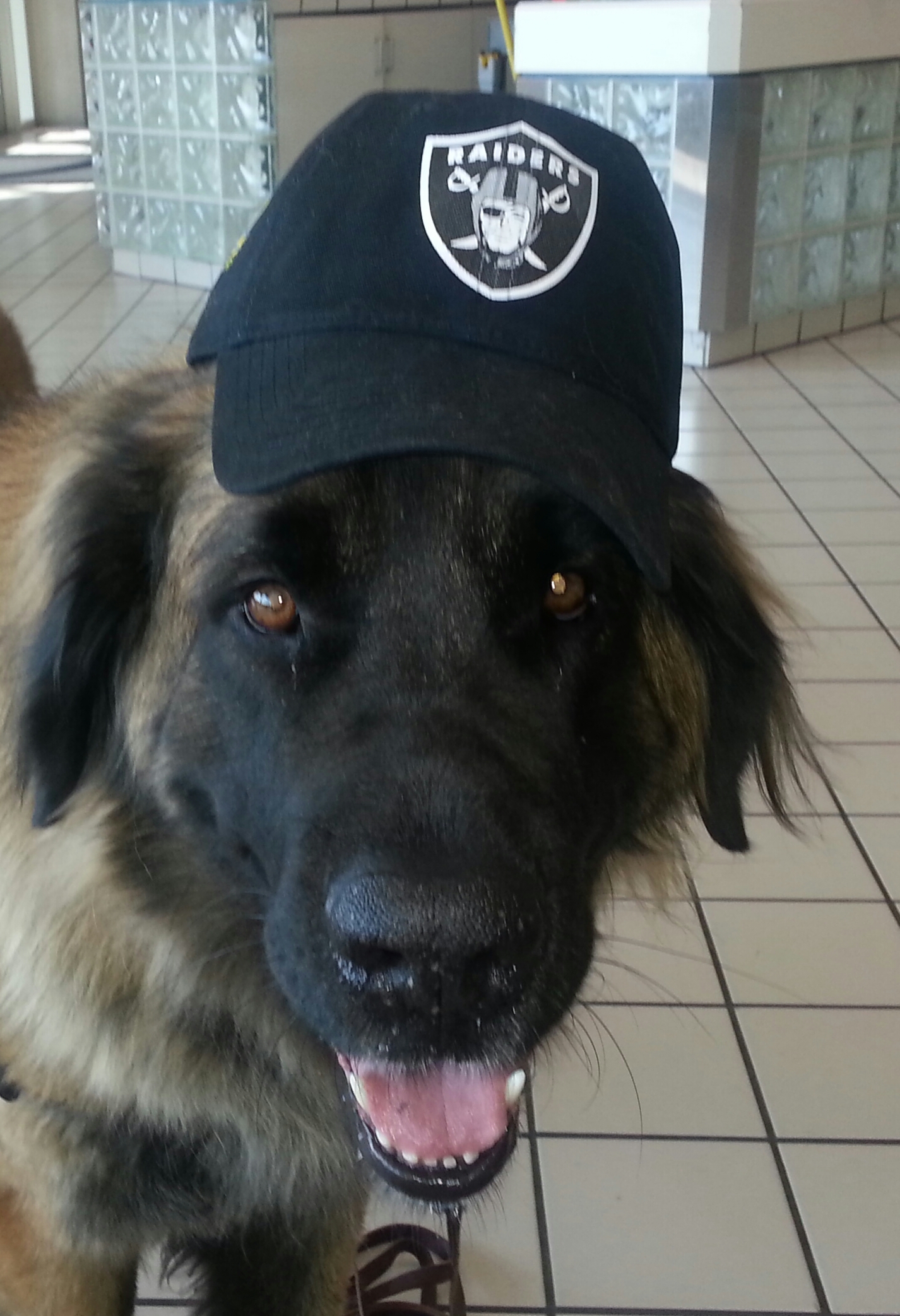 Calypso 4 yr old Leonberger