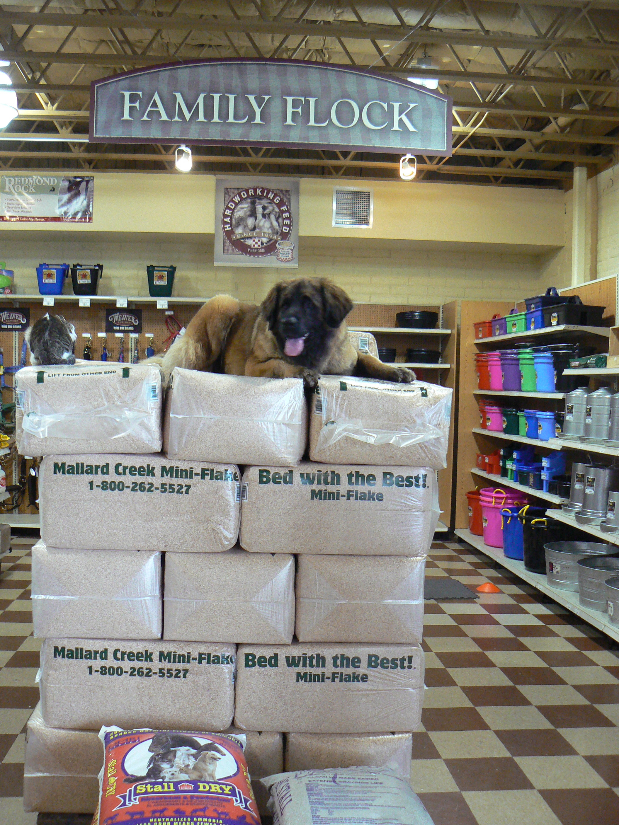 Calypso 4 yr old Leonberger