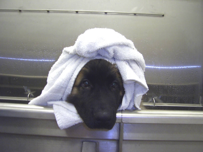 Calypso 4 yr old Leonberger