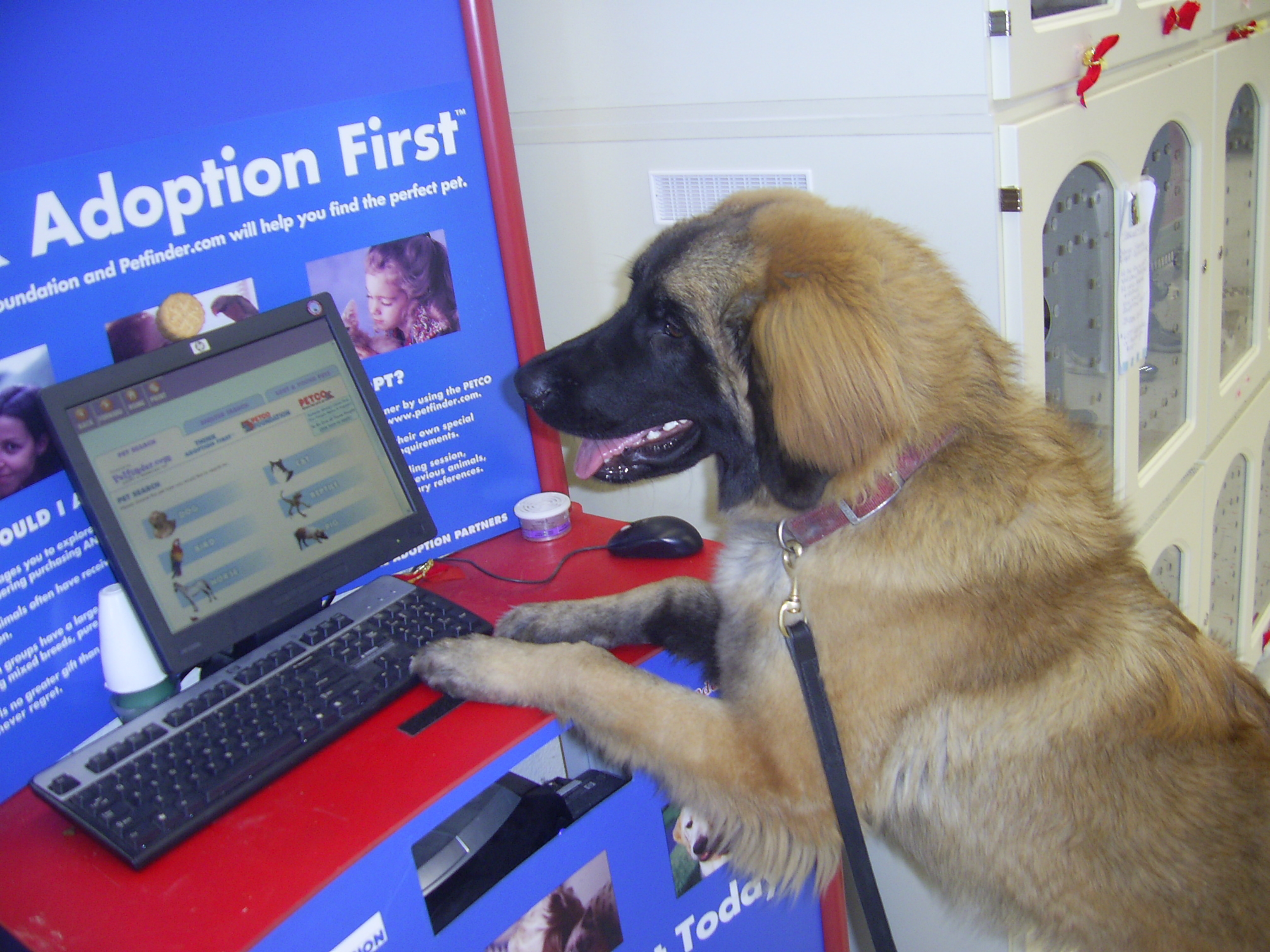 Calypso 4 yr old Leonberger
