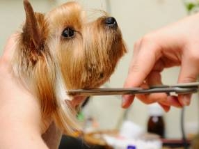 Mini Trimming Available