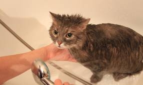 Cat baths and trims available