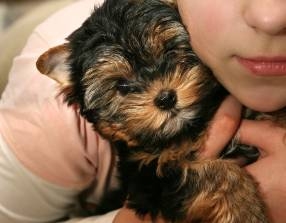 Puppy Grooming and Training