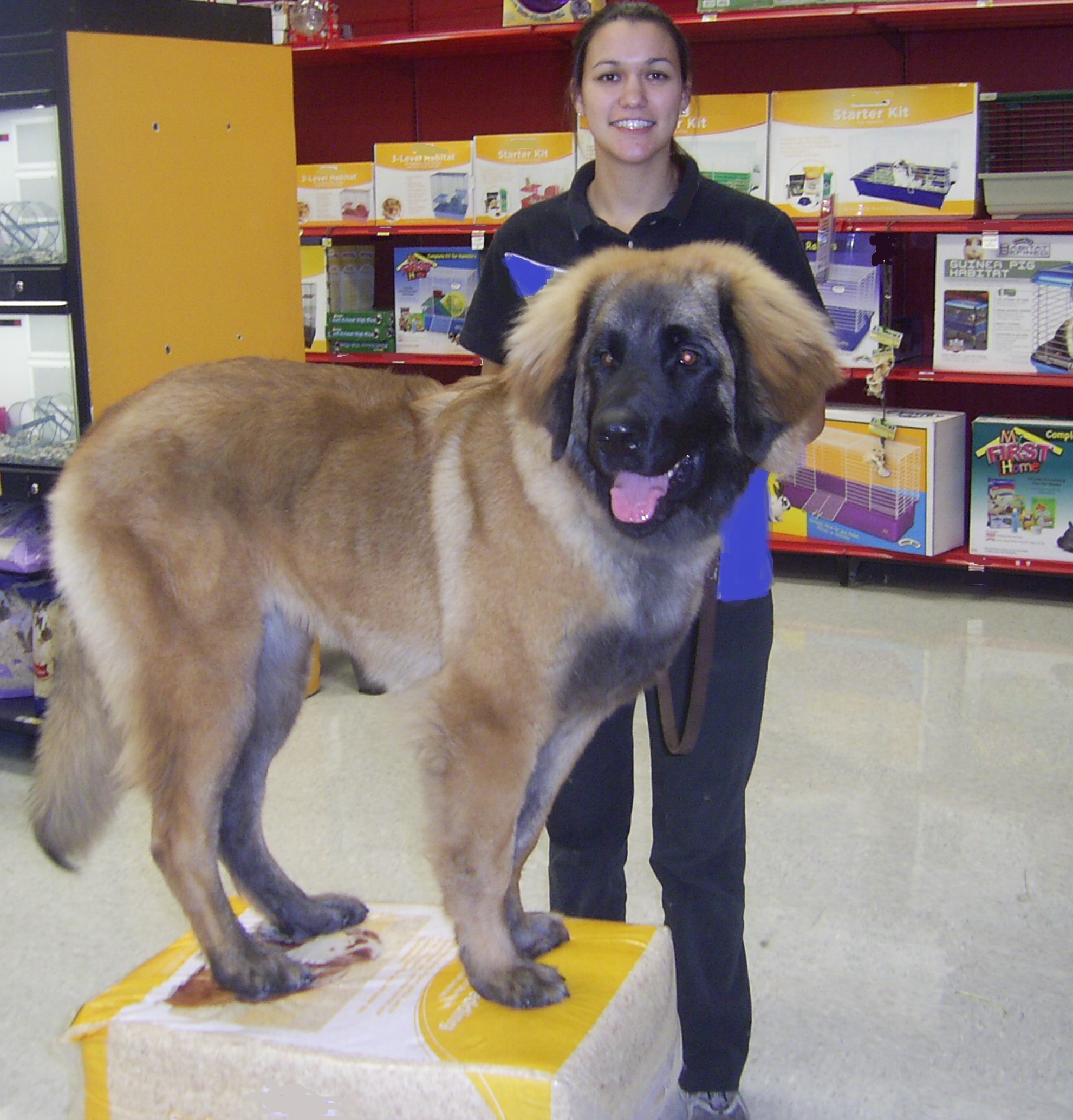 Calypso 4 yr old Leonberger