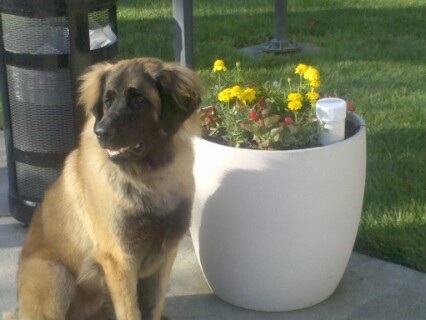 Calypso 4 yr old Leonberger
