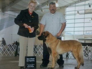 Calypso 4 yr old Leonberger