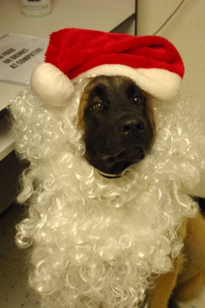 Calypso 4 yr old Leonberger